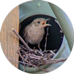 Profile photo of Krista Irish