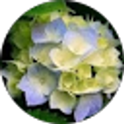 Profile photo of Dayana Toledo