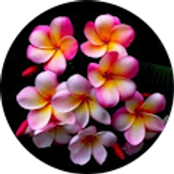 Profile photo of Debora Jones