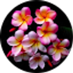 Profile photo of Debora Jones