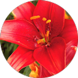 Profile photo of Jennifer Lowden