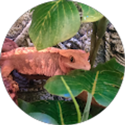 Profile photo of Chase Tuttle