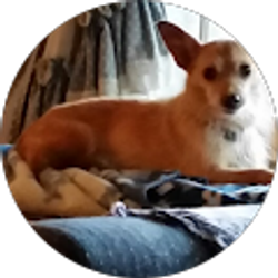 Profile photo of Kim Walser