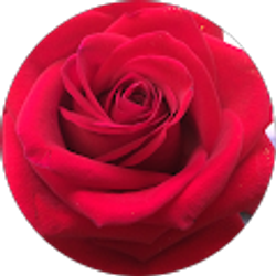 Profile photo of Deborah Robustelli