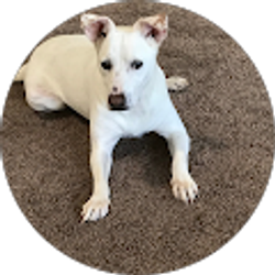 Profile photo of Kris Abney