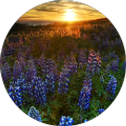 Profile photo of Edna Valley Lavender