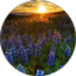 Profile photo of Edna Valley Lavender