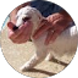 Profile photo of Richard Beeman