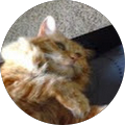 Profile photo of Sara Abukhater