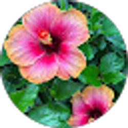 Profile photo of Yvonne