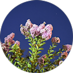 Profile photo of Isabella Navarro