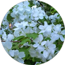 Profile photo of Jenifer Wheeler