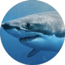 Profile photo of Wajid Ali