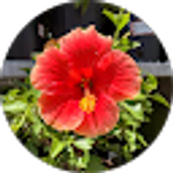 Profile photo of angelica sanchez