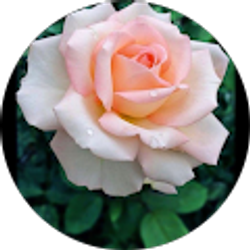 Profile photo of Kyleigh Peters