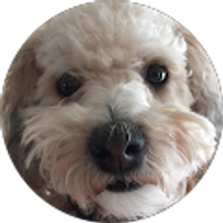 Profile photo of Mr. D