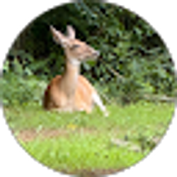 Profile photo of Frida Goman