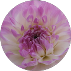 Profile photo of Crystal Easter