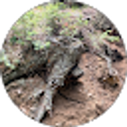 Profile photo of T K
