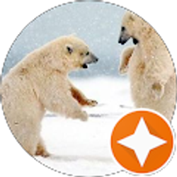 Profile photo of Almir Pjetrovic