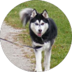 Profile photo of Tom Acierno