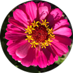 Profile photo of Nissa Munger