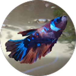 Profile photo of Teal Booth