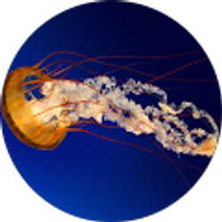 Profile photo of Haddesah Jones