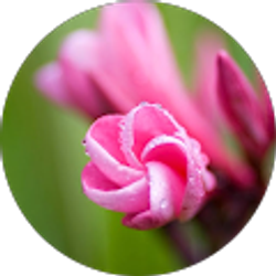 Profile photo of D Garrett