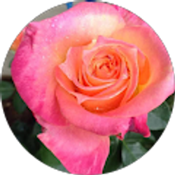 Profile photo of LD Cook