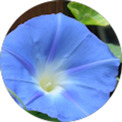 Profile photo of Alina Grigorovitch