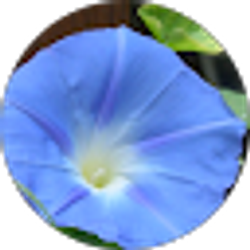 Profile photo of Alina Grigorovitch