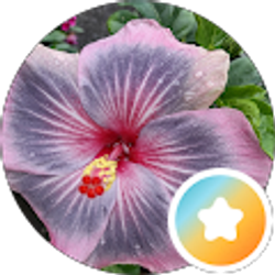 Profile photo of irene demile