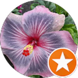 Profile photo of irene demile