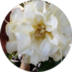 Profile photo of Maria Lebron