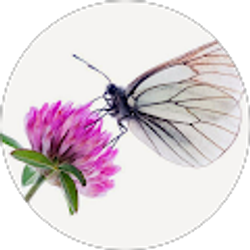 Profile photo of Delfina Rodriguez