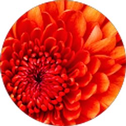 Profile photo of Naseem Coates