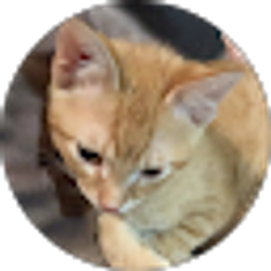 Profile photo of Austin Emmerson