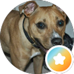 Profile photo of David Briel