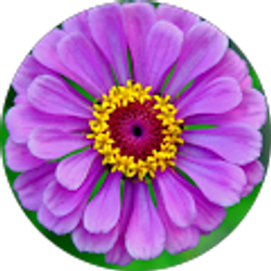 Profile photo of Alison Fitzgerald