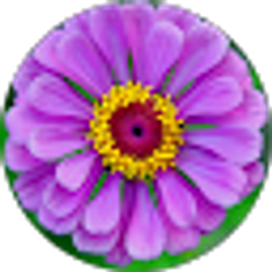 Profile photo of Alison Fitzgerald