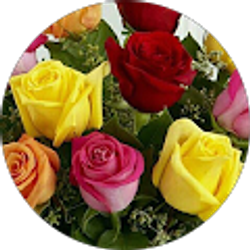 Profile photo of Dorid Graniello