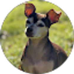 Profile photo of Brianna Bargerhuff