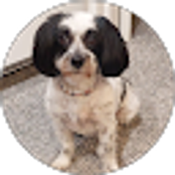 Profile photo of Paul Nuyens