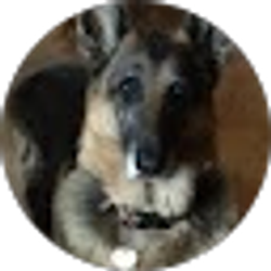 Profile photo of Sue Royston