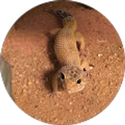 Profile photo of Niah Maldonado