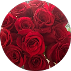 Profile photo of carolina quiroa