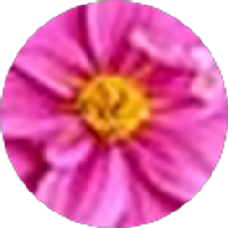 Profile photo of Lisa Tancredi