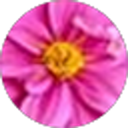 Profile photo of Lisa Tancredi