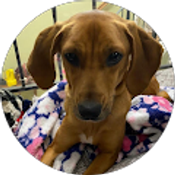 Profile photo of Randi Ferine